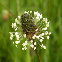 Wildflower Ribwort Plantain